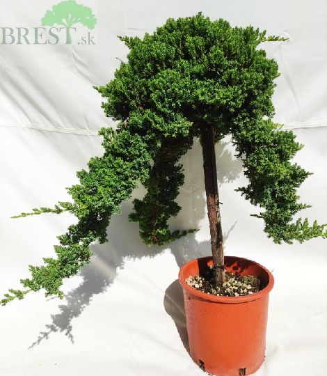 Juniperus procumbens nana